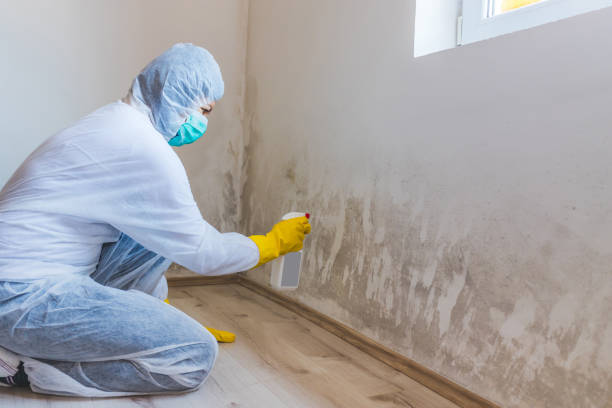 Licensed Mold Remediation service in Concord, NC - Cheap Mold Removal