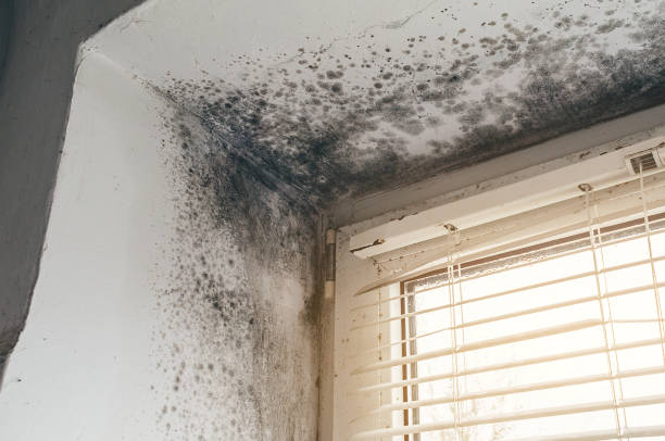 Affordable Mold Remediation solutions in Concord, NC